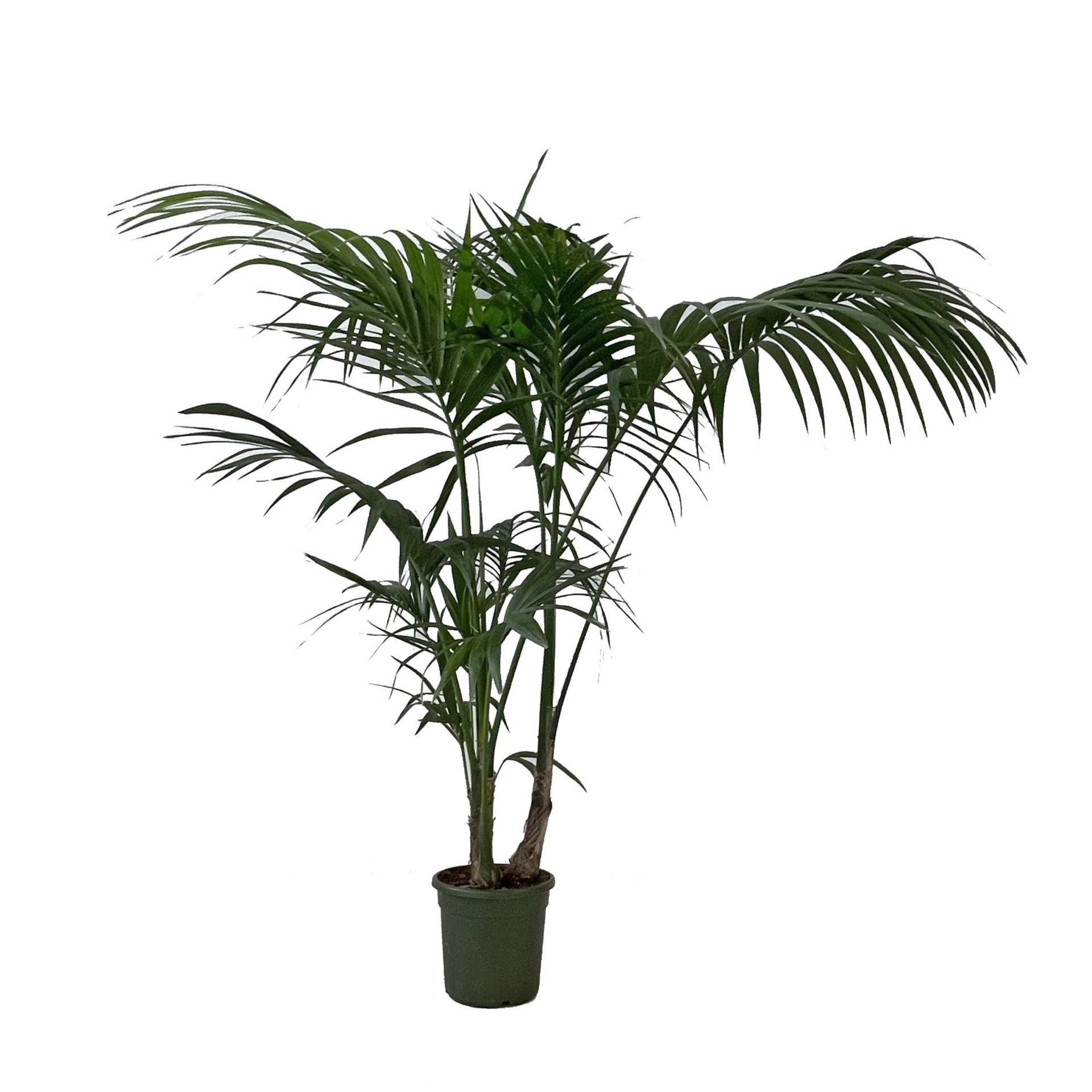 Kentia Palma Pianta da Interno Vera Alta 170/180 cm Vaso 24 cm