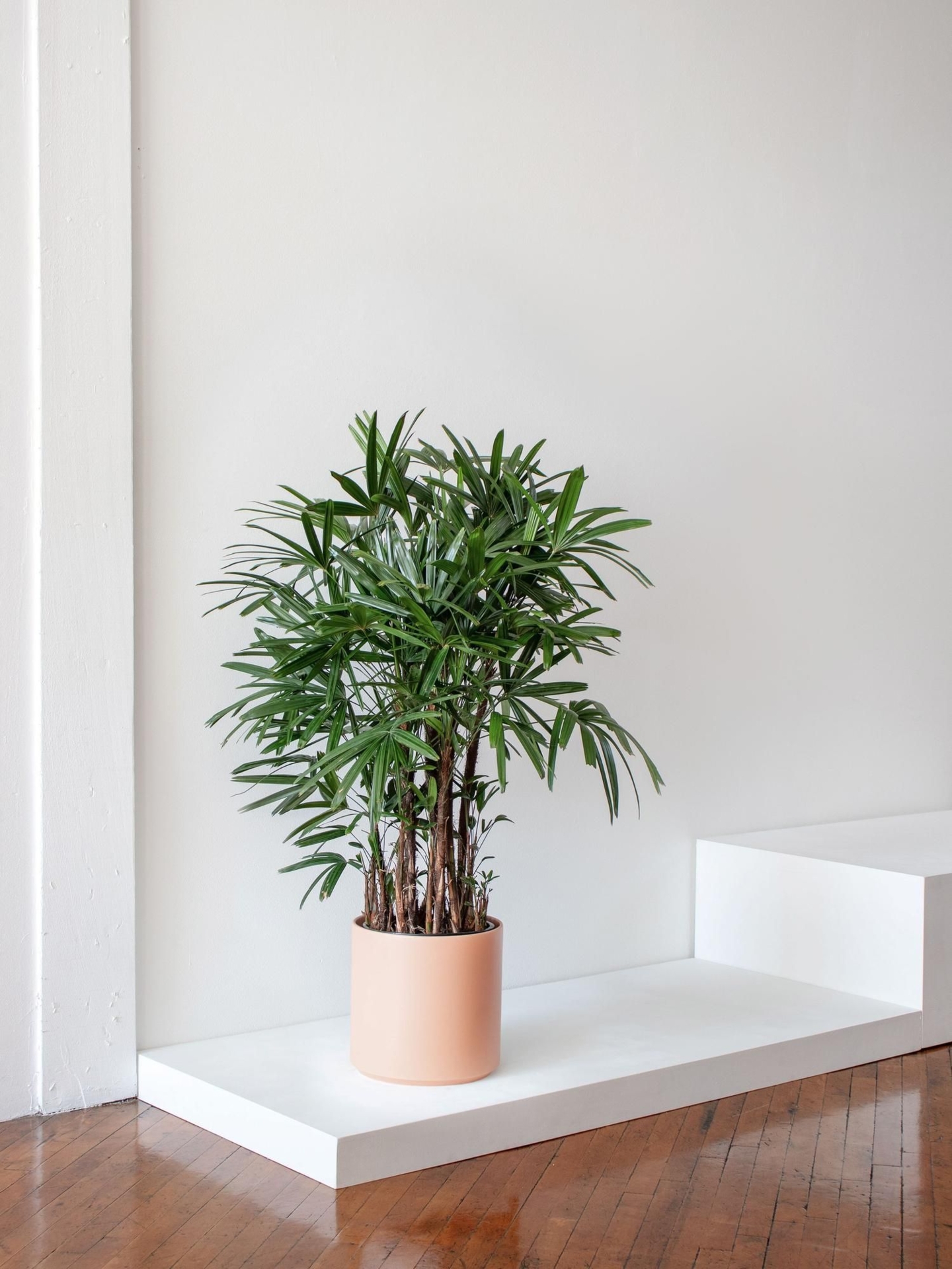 Lady Palm - Coral Ceramic
