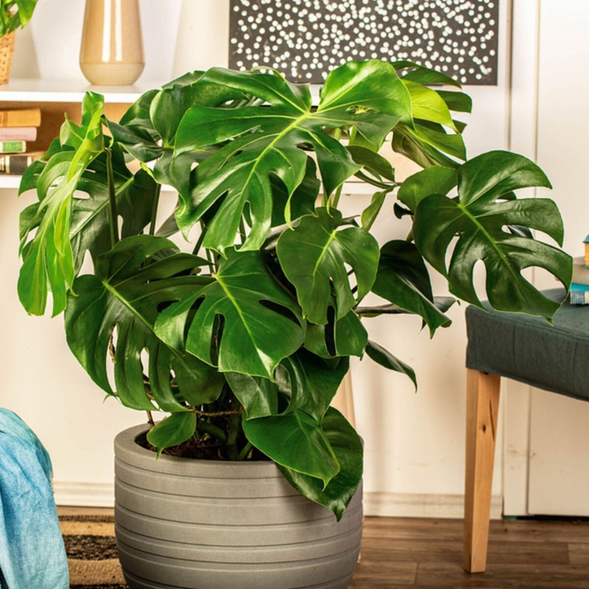 Monstera deliciosa