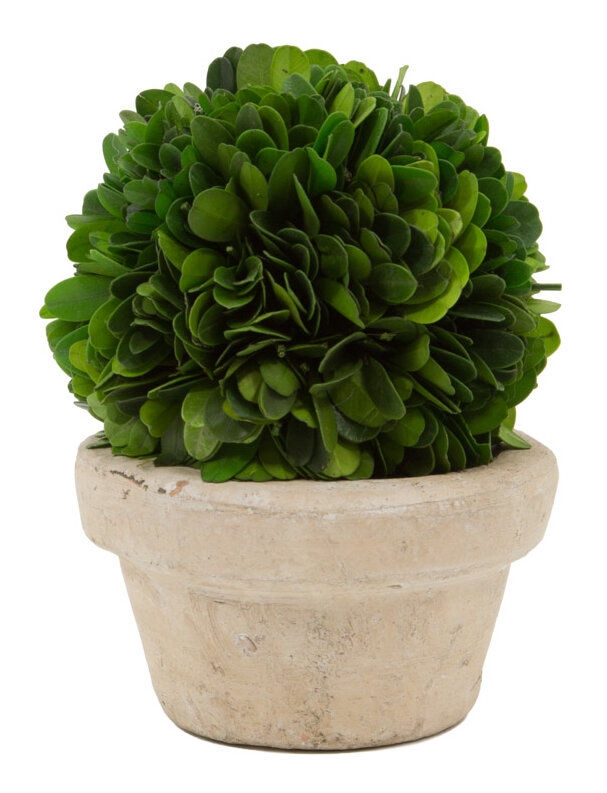 Boxwood Topiary in Ceramic Pot