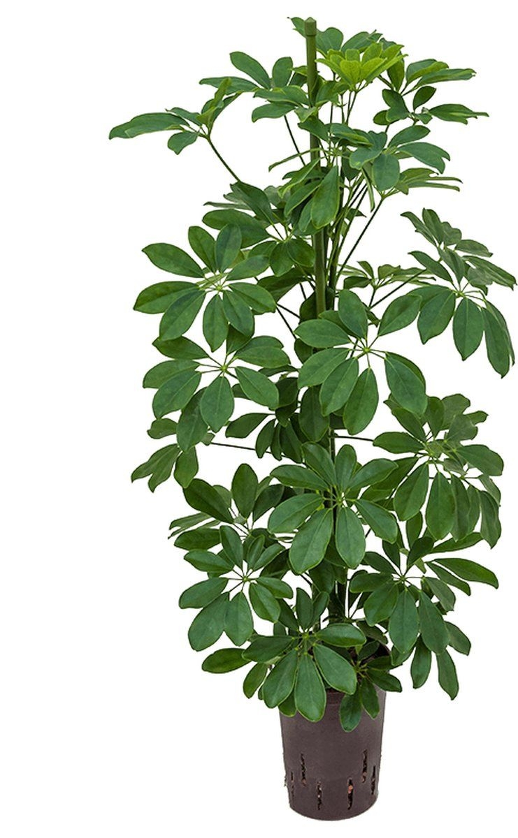 Schefflera arboricola 2pp hydrocultuur plant