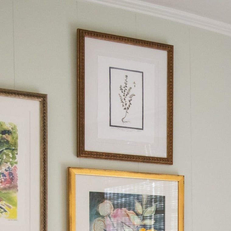 Vintage Bordered Botanicals | Euphrasia - Framed