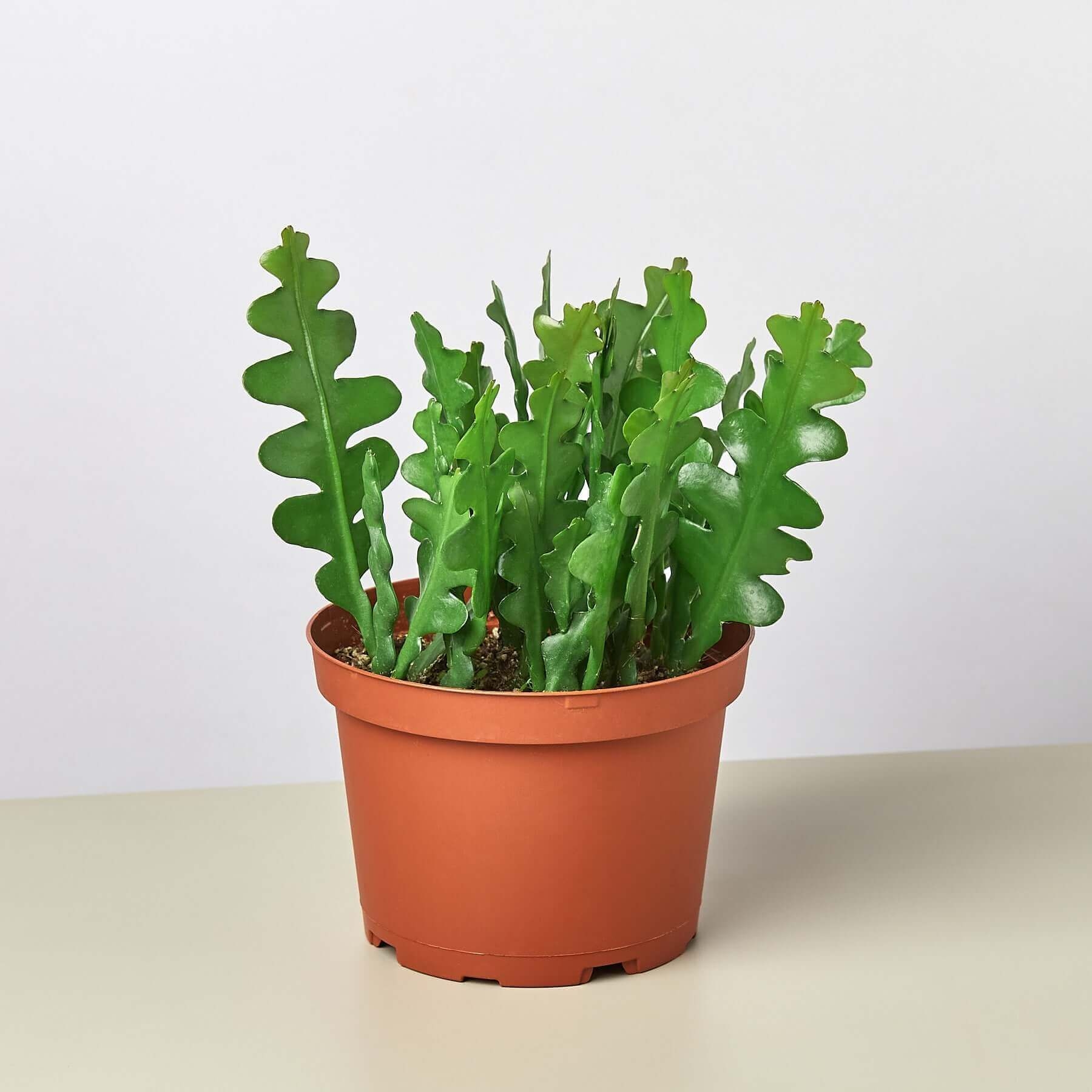 Epiphyllum 'Ric Rac' Cactus - 4 Pot