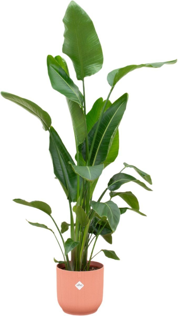Trendyplants - Strelitzia Nicolai inclusief elho Vibes Fold Round roze - 160 cm - 30cm