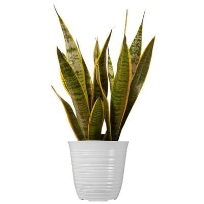 United Nursery 14 in. to 16 in. Tall Snake Plant Sansevieria Laurentii Plant in 6 in. White Decor Pot