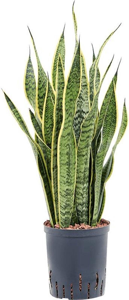 Vetplant Vrouwentongen (Sansevieria Trifasciata Laurentii) Hoogte: 75 cm van Botanicly