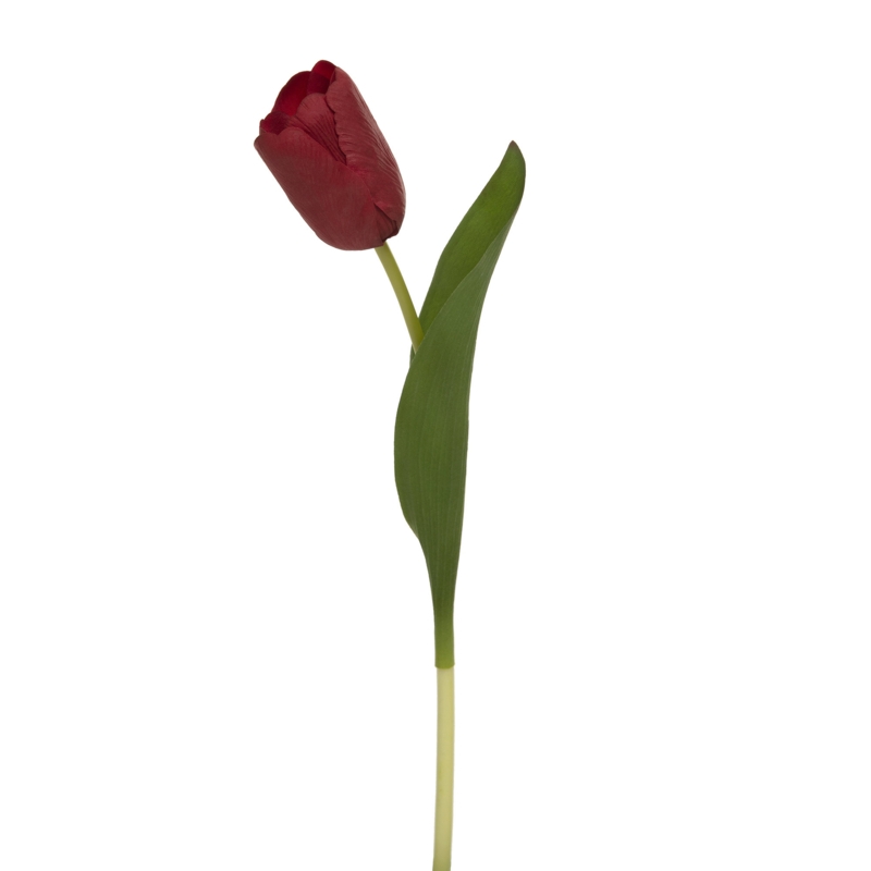 Tulip Arrangement