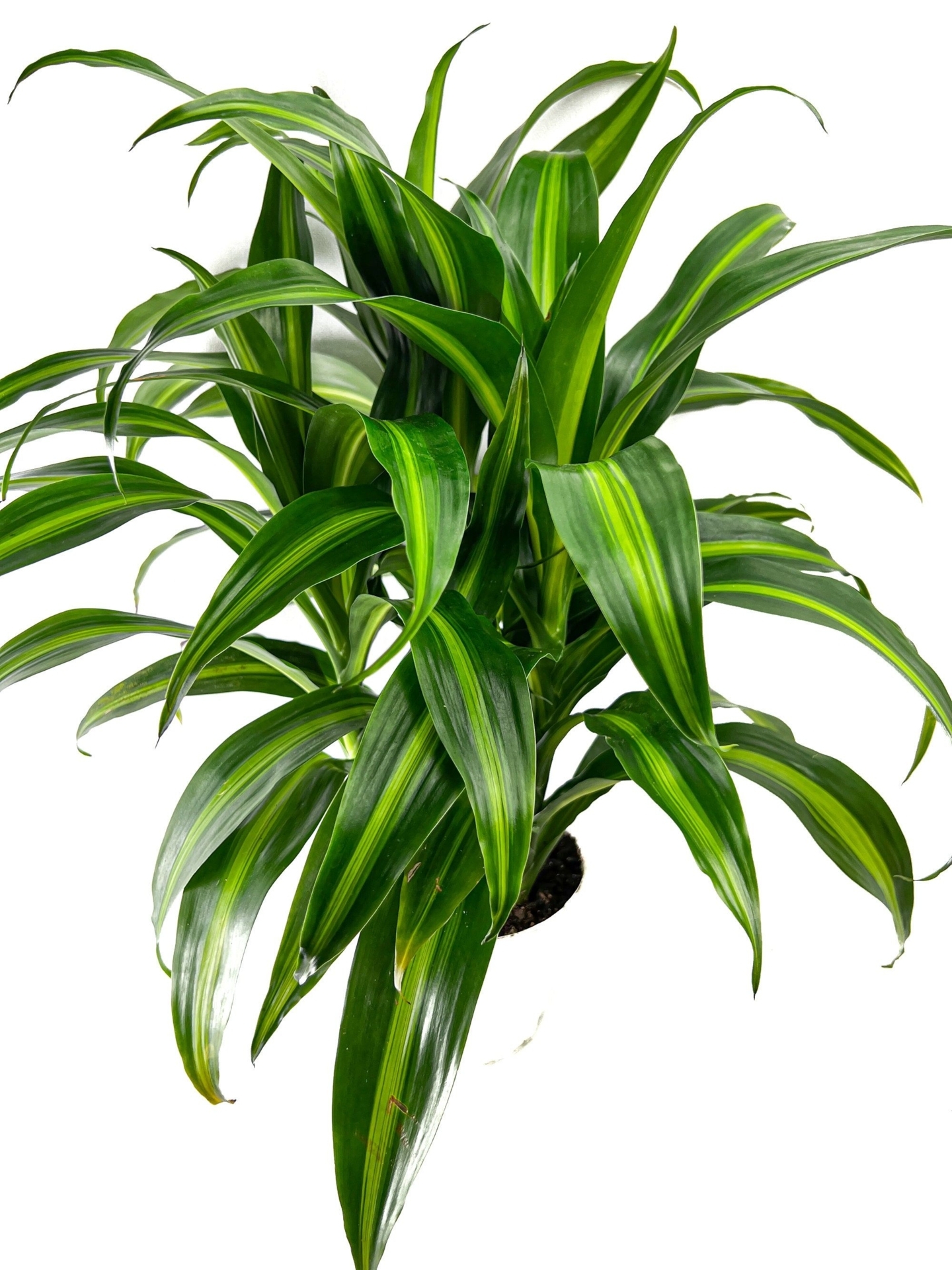 "6\" Dracaena Massangeana, Live Indoor Healthy Houseplant, Free Shipping"