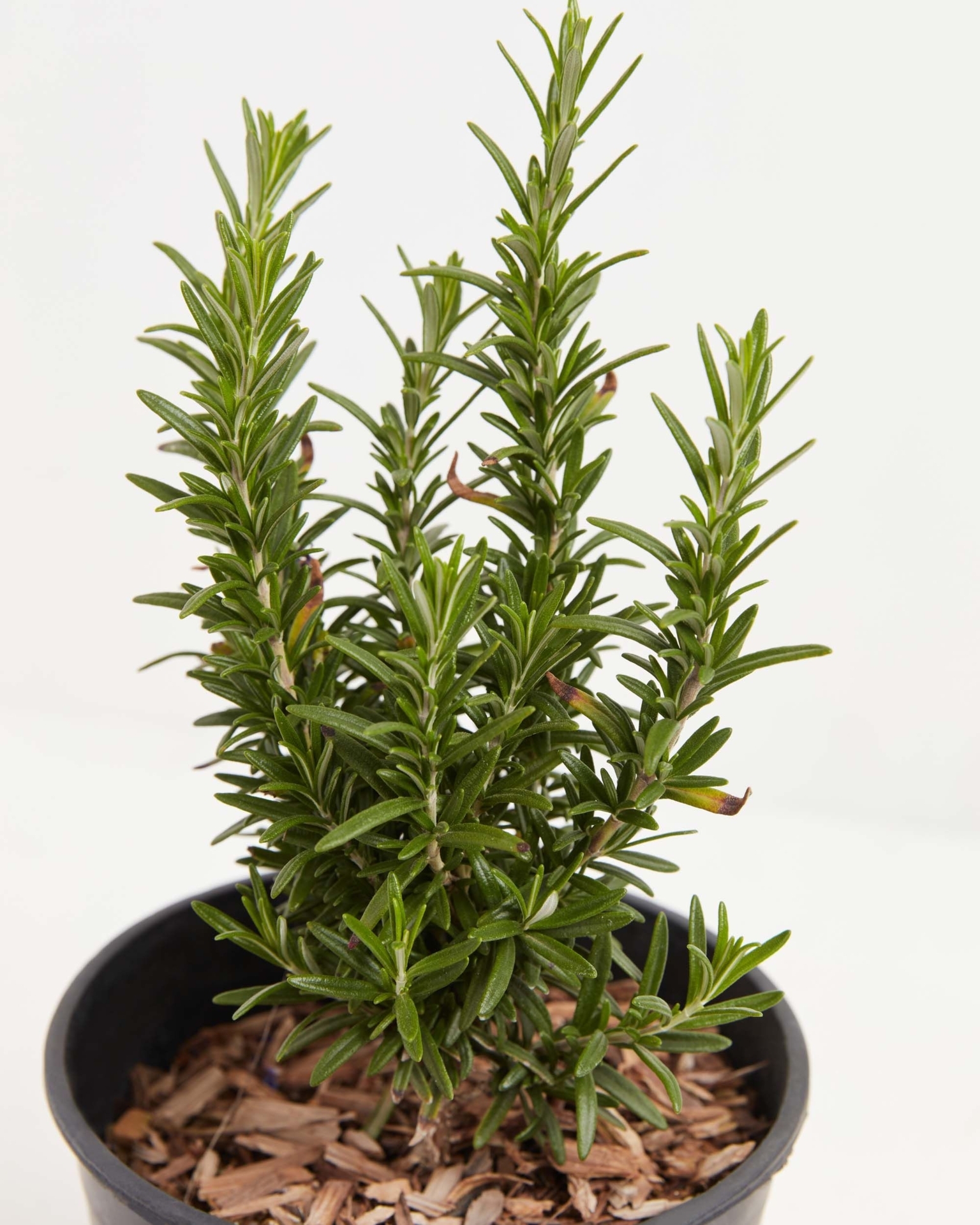Tuscan Blue Rosemary - Small