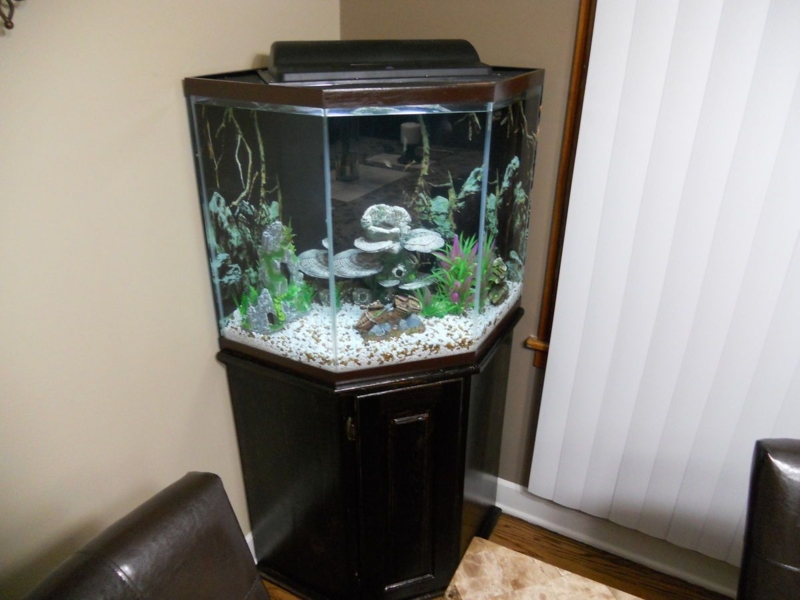 Elegant 44 Gallon Corner Aquarium with Dark Wood Stand