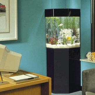 Elegant Corner Aquarium with Sleek Black Stand